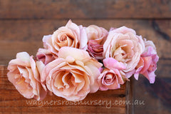 Spiced Coffee - Potted Rose