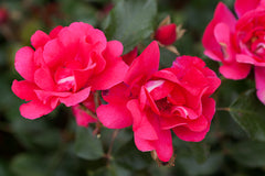 Summer Fairytale - Potted Rose