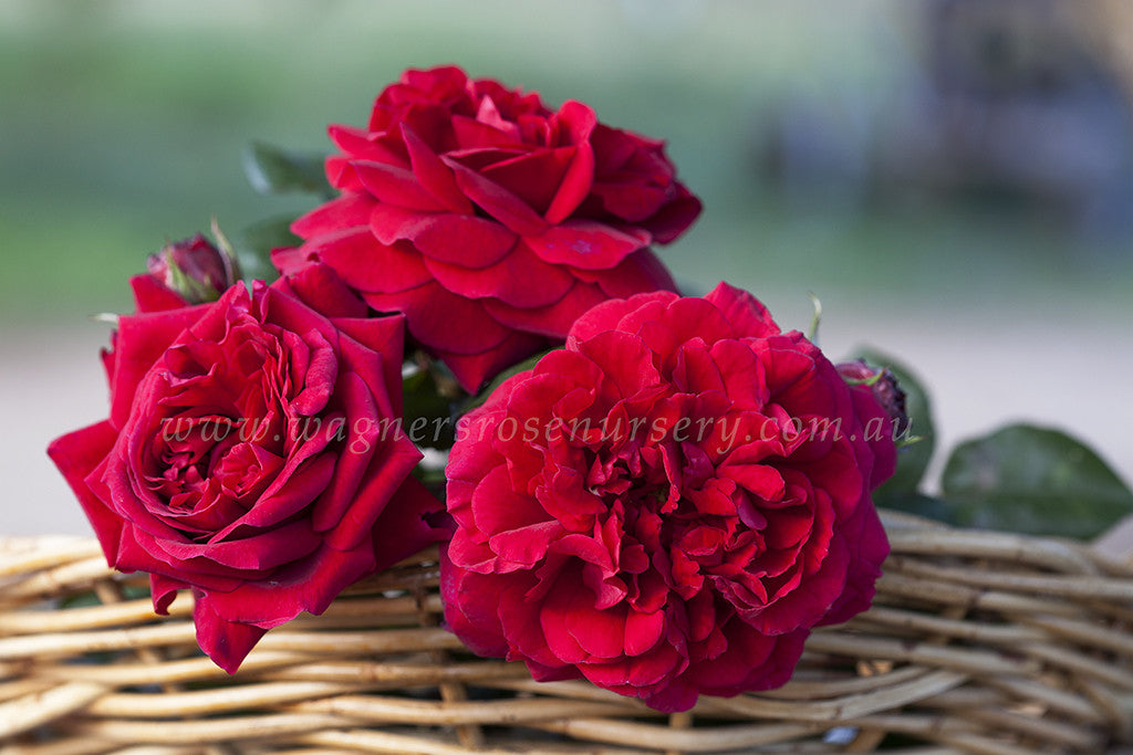 Tess of The d'Urbervilles Clg® (Ausmove)