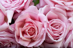 The Children's Rose™