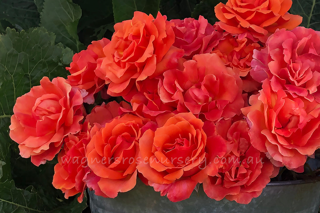 The New Look Rose™