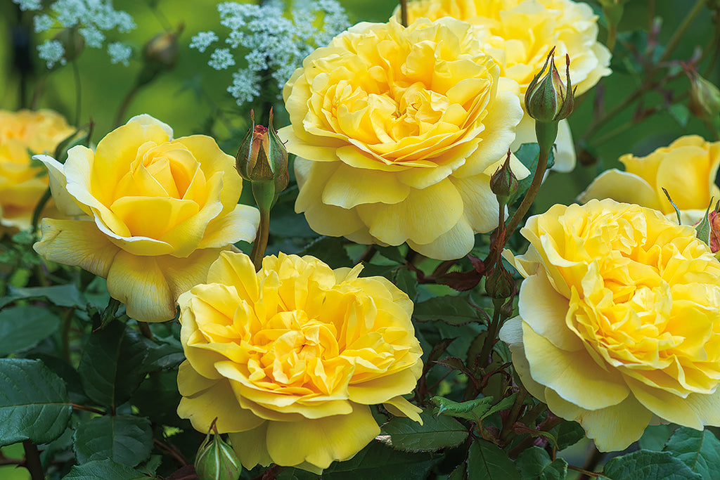 The Poet's Wife (Auswhirl)