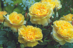 The Poet's Wife (Auswhirl) - 60cm/2ft standard