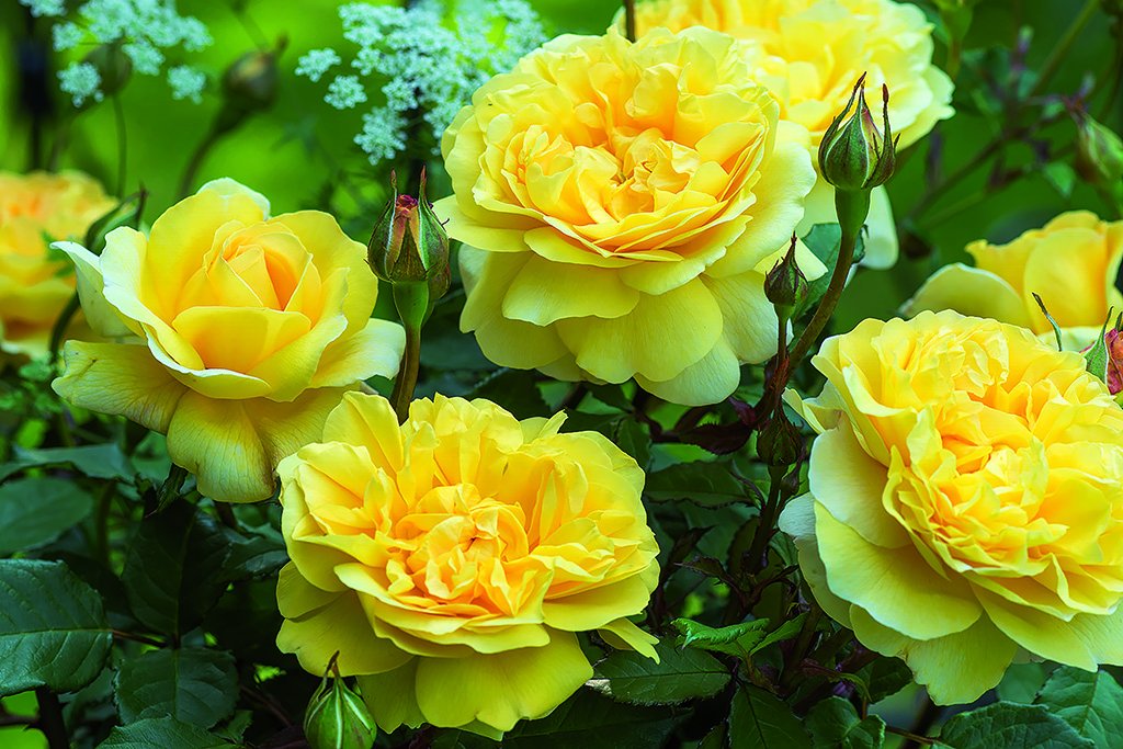 The Poet's Wife (Auswhirl) - Potted Rose