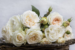 blushing-pierre-de-ronsard