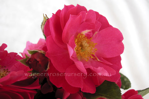 Bordure Magenta - Potted Rose