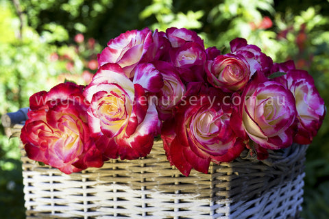 Double Delight - Potted 90cm Standard Rose