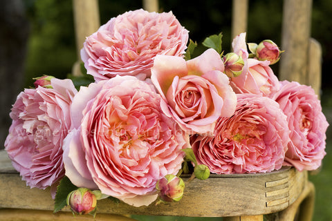 Jubilee Celebration (Aushunter) - Potted Rose