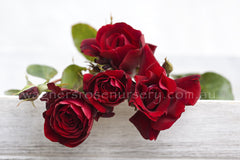 le-rouge-et-le-noire