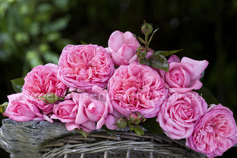 Parfum de Paris⢠- Potted 60cm Patio Rose