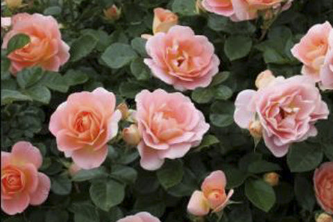 Peach Profusion - Potted Rose