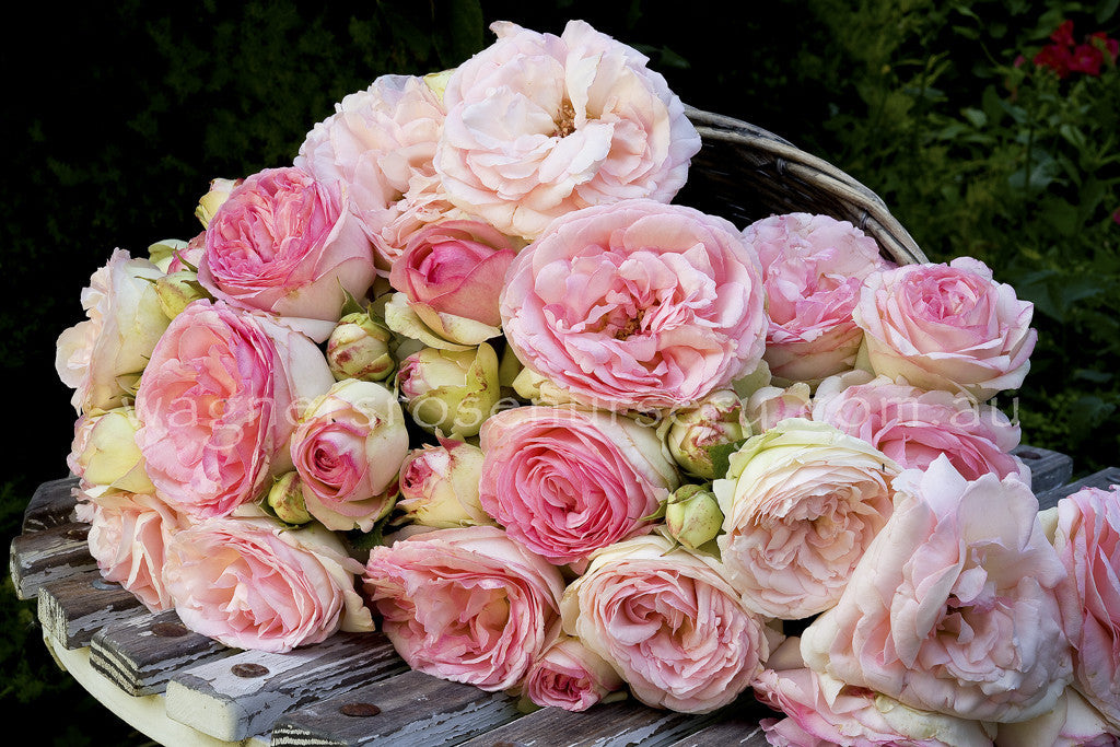 Pierre de Ronsard Clg® - Potted Rose