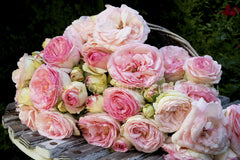 Pierre de Ronsard Clg® - Potted Rose