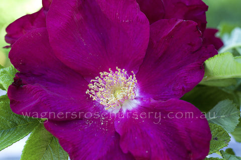 Rugspin - Potted Rose