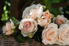 Shirley's Rose™ - Potted Rose