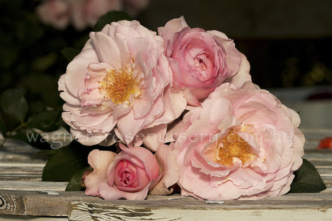 Souvenir de Louis Amade⢠- Potted 90cm Standard Rose