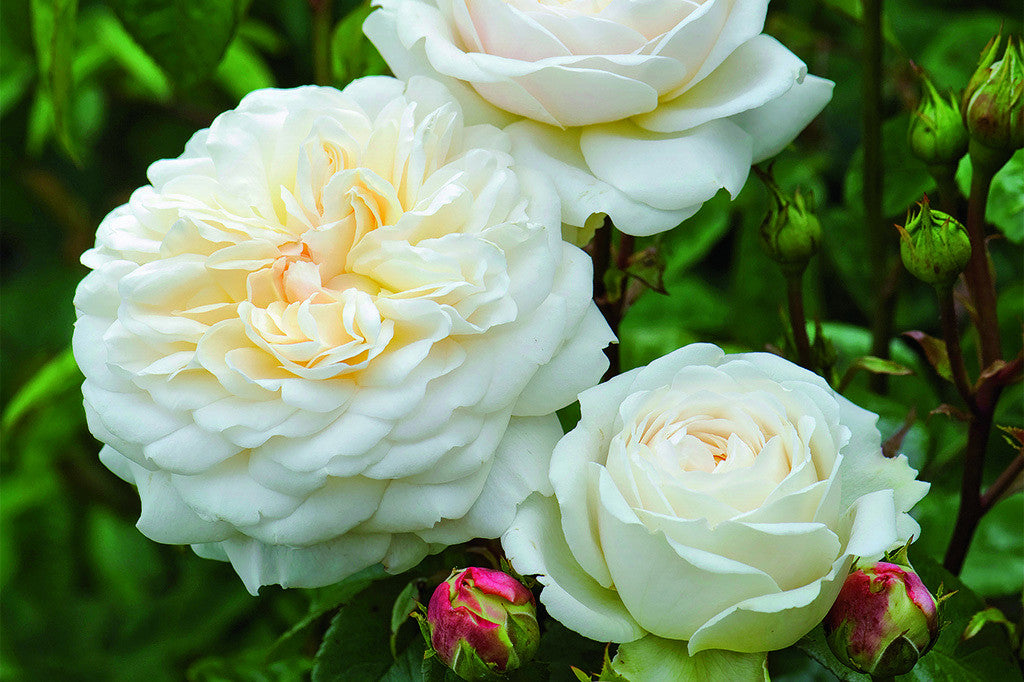 Tranquillity (Ausnoble) - Potted Rose