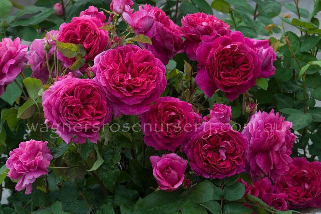 Young Lycidas (Ausvibrant) - Potted Rose