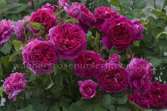 Young Lycidas (Ausvibrant) - 90cm/3ft Standard