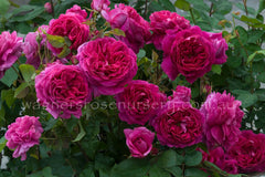 Young Lycidas (Ausvibrant) - Potted Rose