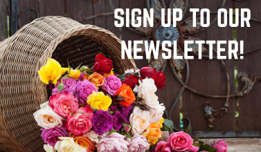 Sign up to our Newsletter