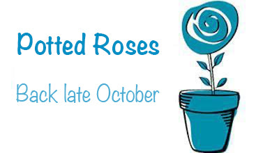 Potted roses