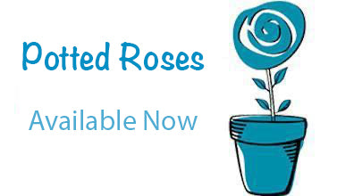 Potted roses