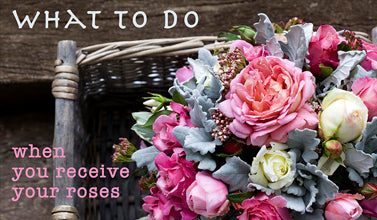 What to do when you receive your roses