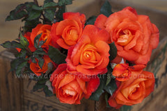 Potted Orange Roses