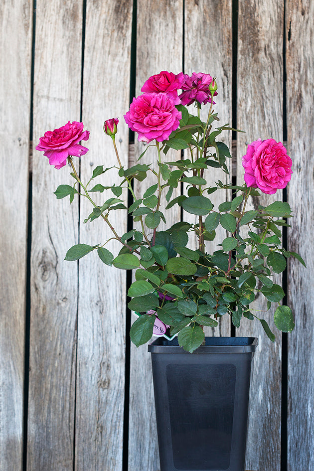 Potted Roses