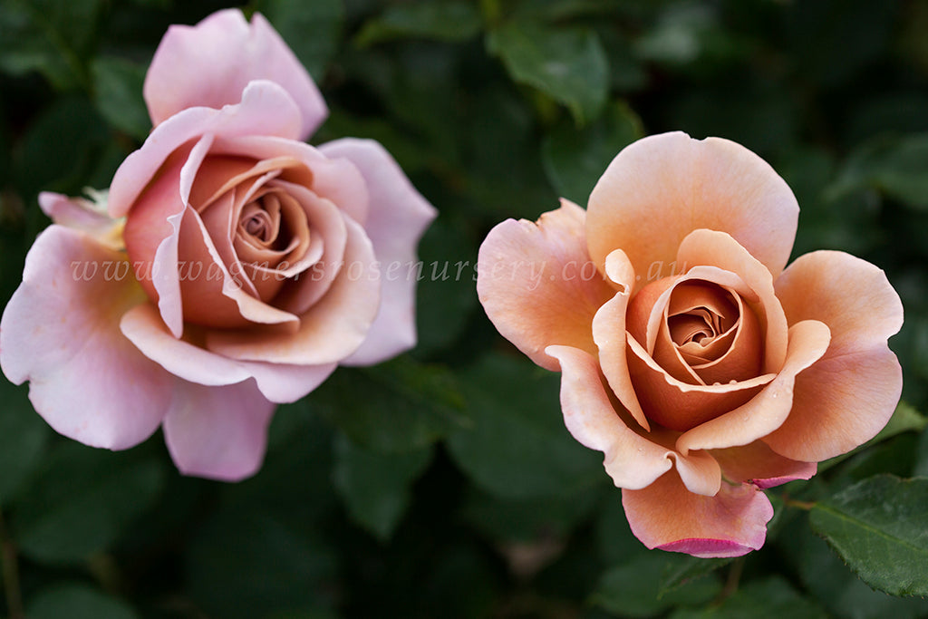 Potted Brown Roses