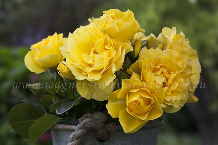 Potted Yellow Roses