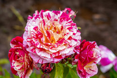 Potted Striped Roses