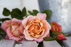 Apricot