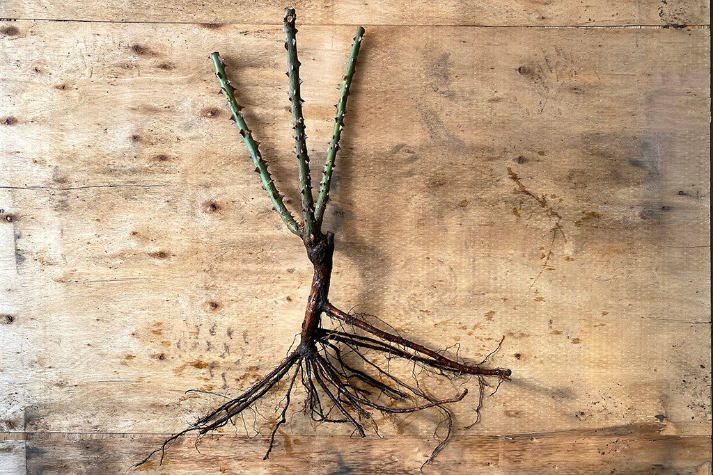 Roses A-Z (bare root)