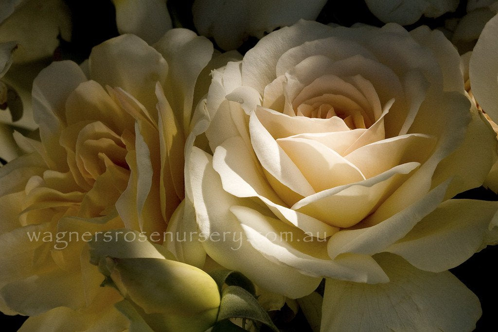 Potted Cream Roses