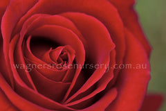 Potted Red Roses
