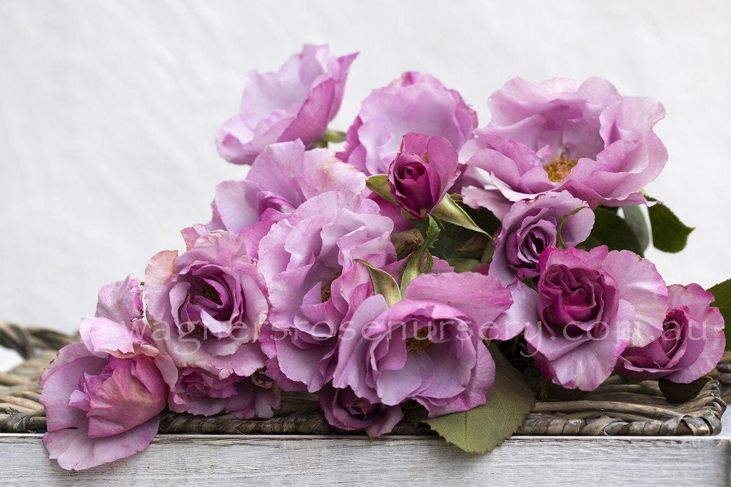 Mauve (bare root)