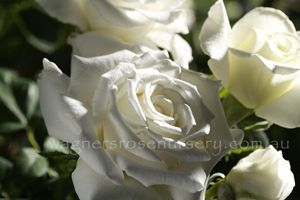 White (bare root)