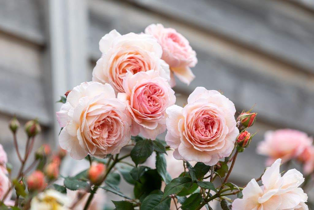 A Shropshire Lad™ Clg (Ausled) Wagner #39 s Rose Nursery A Shropshire Lad™ Clg (Ausled) Wagner #39 s Rose Nursery