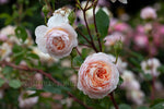Abraham Darby (Auscot) - Potted Rose