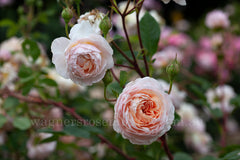 Abraham Darby (Auscot) - 90cm/3ft standard