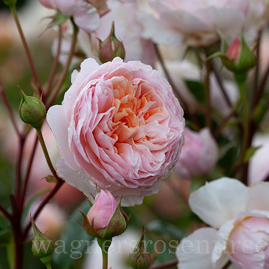 Abraham Darby (Auscot) - Potted Rose