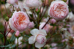 Abraham Darby (Auscot) - 90cm/3ft standard