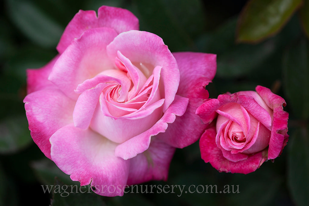 Wagner's Roses Beautiful Girl | Wagner's Rose Nursery
