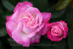 Beautiful Girl - Potted Rose