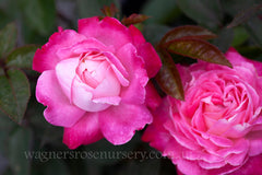 Beautiful Girl - Potted Rose