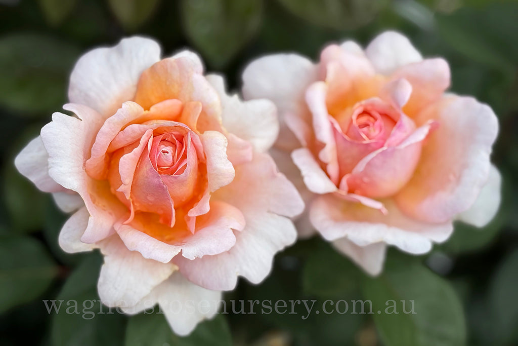 Belle du Seigneur™