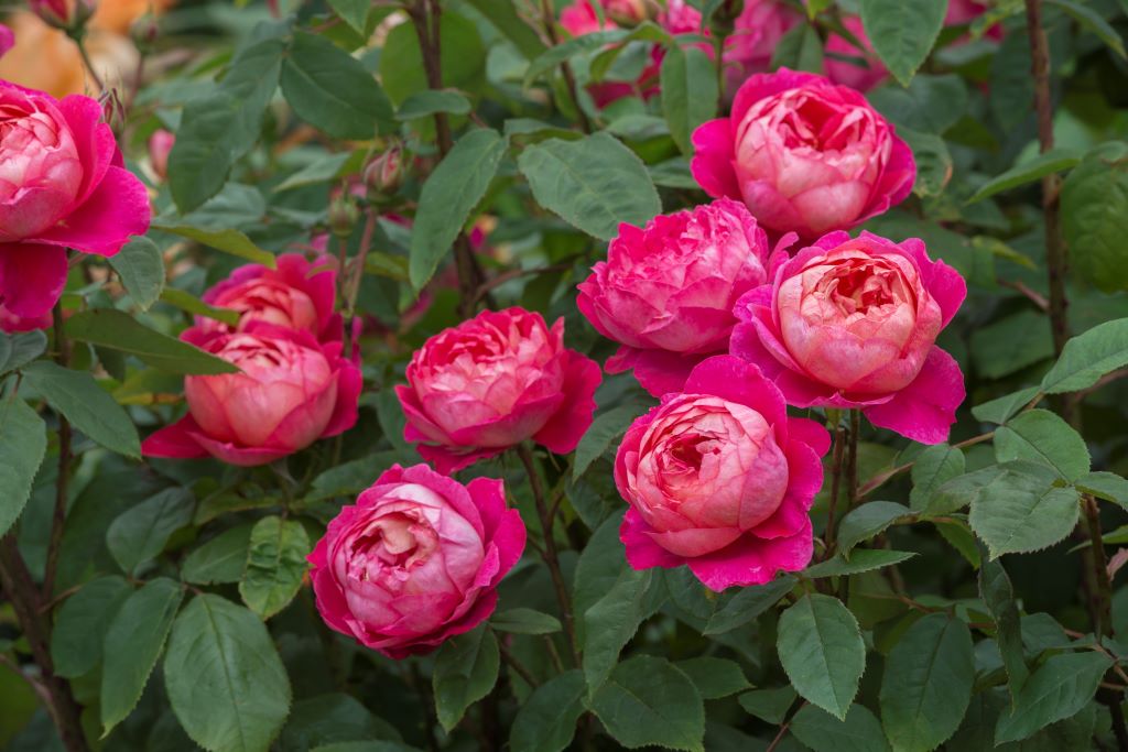 Benjamin Britten (Ausencart) - Potted Rose