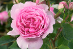 Bienvenue™ - Potted Rose
